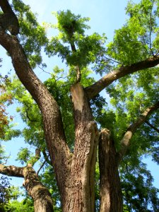 20130817Styphnolobium_japonicum7