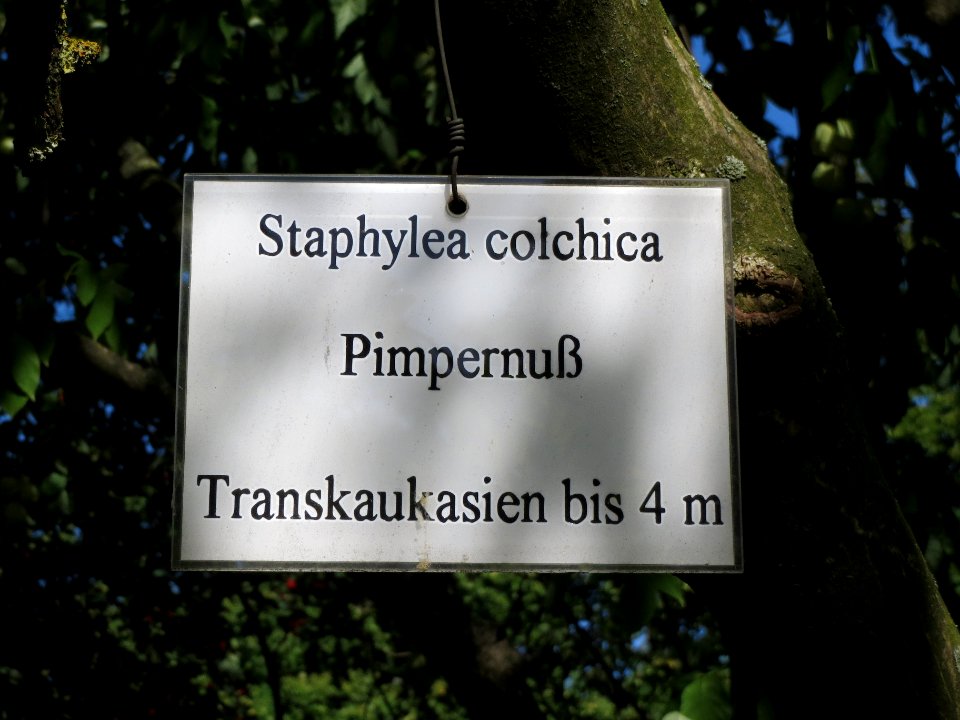 20130817Staphylea_pinnata4