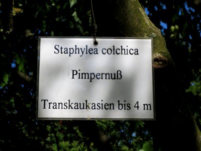 20130817Staphylea_pinnata4