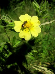 20130617Fingerkraut_Schwetzinger_Hardt4