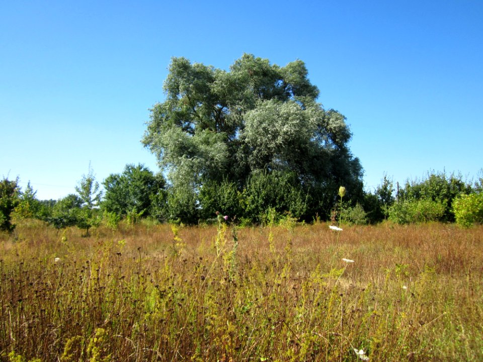 20130802Salix_alba
