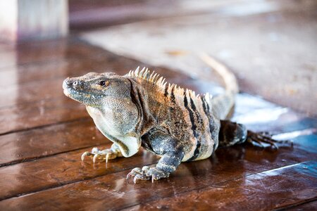 Reptile tropical indoor
