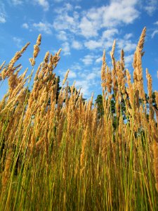 20130803Calamagrostis_epigejos4