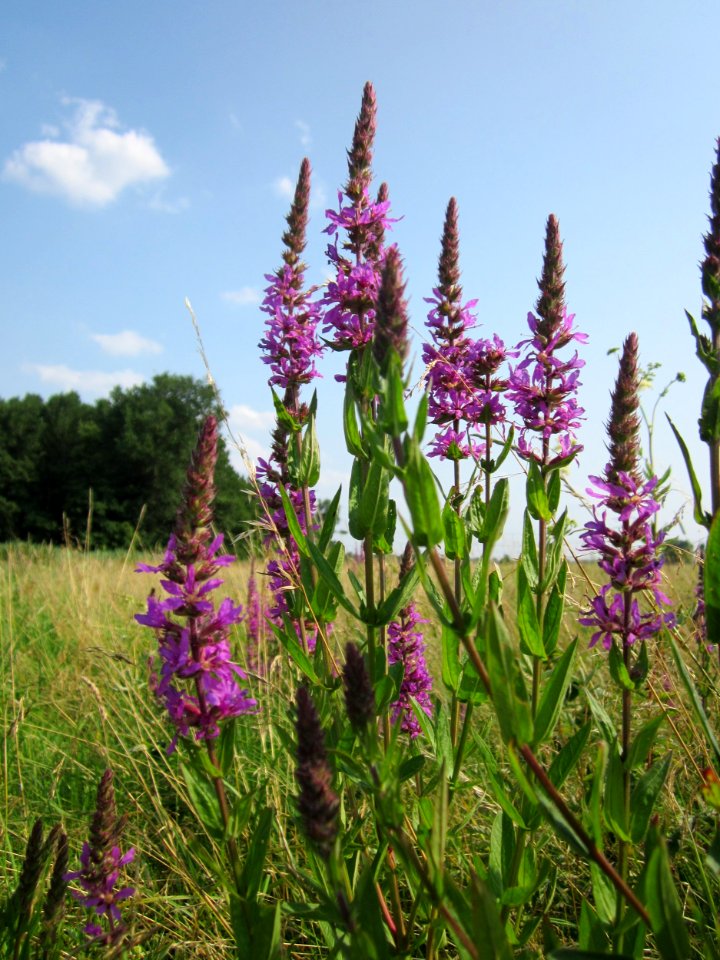 20130713Lythrum_salicaria2
