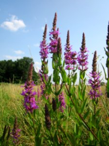 20130713Lythrum_salicaria2