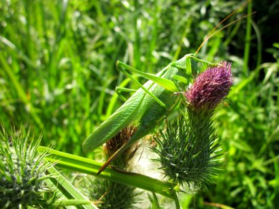 20130802Cirsium_vulgare4