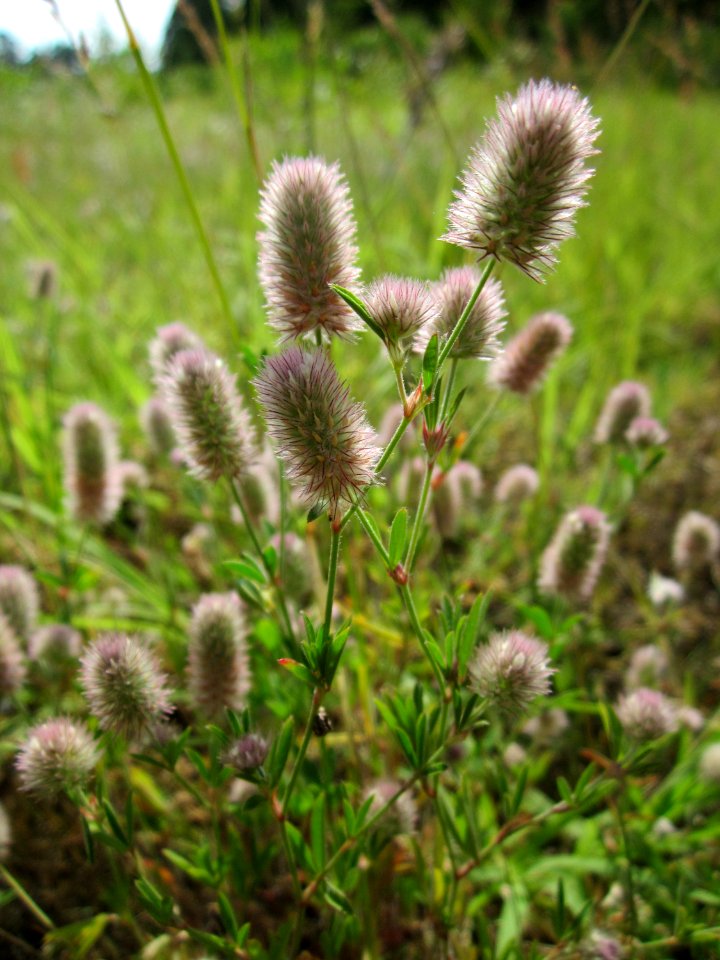 20130714Hasenklee_Schwetzinger_Hardt2