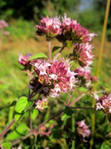20130802Origanum_vulgare