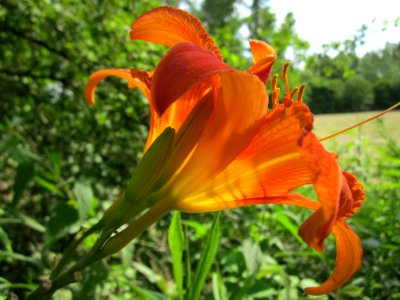 20130711Lilie_Rhein2