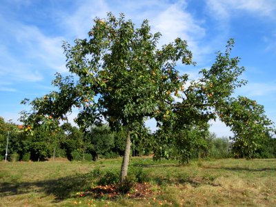 20130815Apfel_Hockenheim2