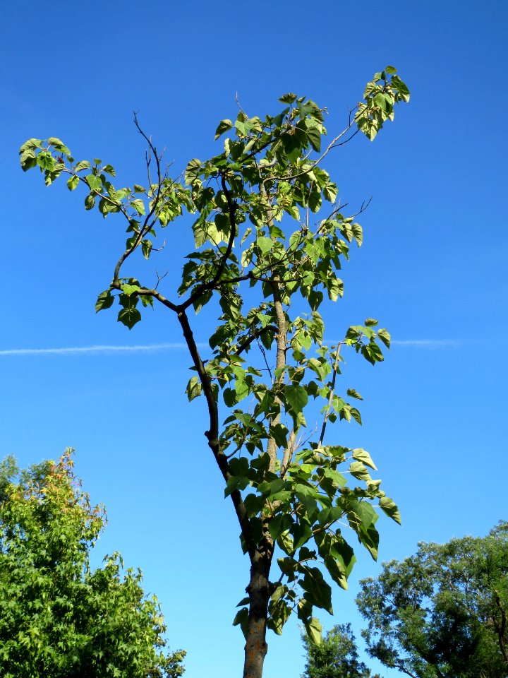 20130817Paulownia_tomentosa2