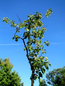 20130817Paulownia_tomentosa2