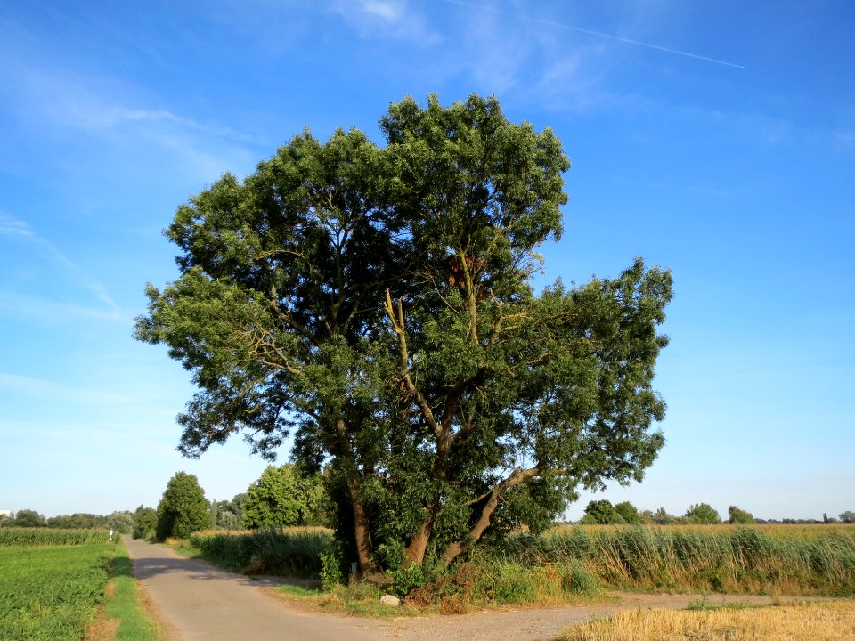 20130817Salix_alba2