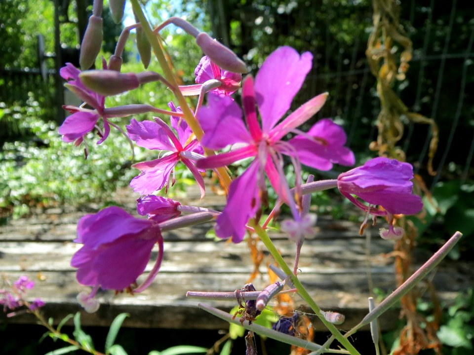 20130815Chamerion_angustifolium3