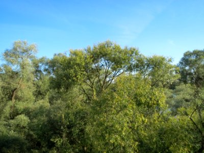 20130817Rheinauenwald_Altlussheim