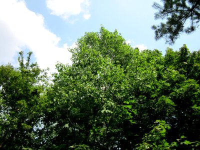 20130713Zitterpappel_Schwetzinger_Hardt2