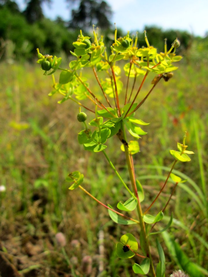 20130714Euphorbia_seguieriana_Schwetzinger_Hardt
