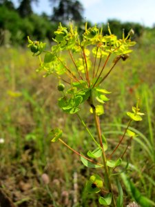 20130714Euphorbia_seguieriana_Schwetzinger_Hardt