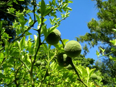 20130817Citrus_trifoliata1