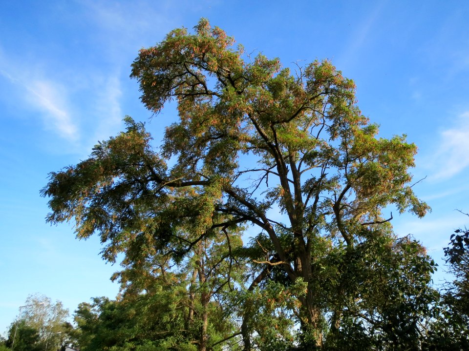 20130817Robinia_pseudoacacia3