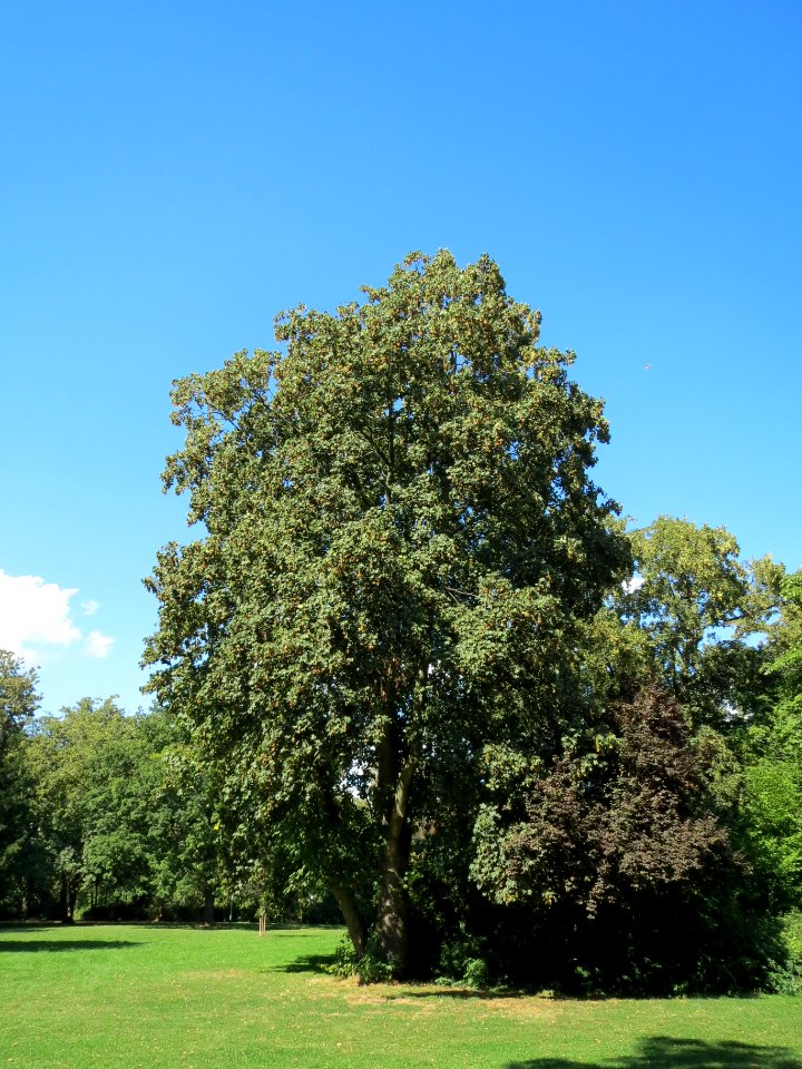 20130817Bergahorn_Speyer3