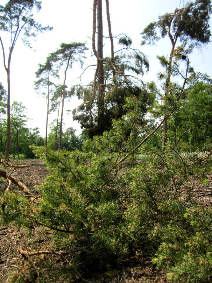20130713Windbruch_Schwetzinger_Hardt05