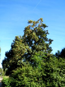 20130817Bergahorn_Speyer7