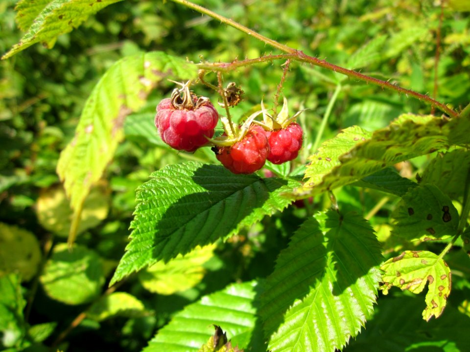 20130714Himbeere_Schwetzinger_Hardt1