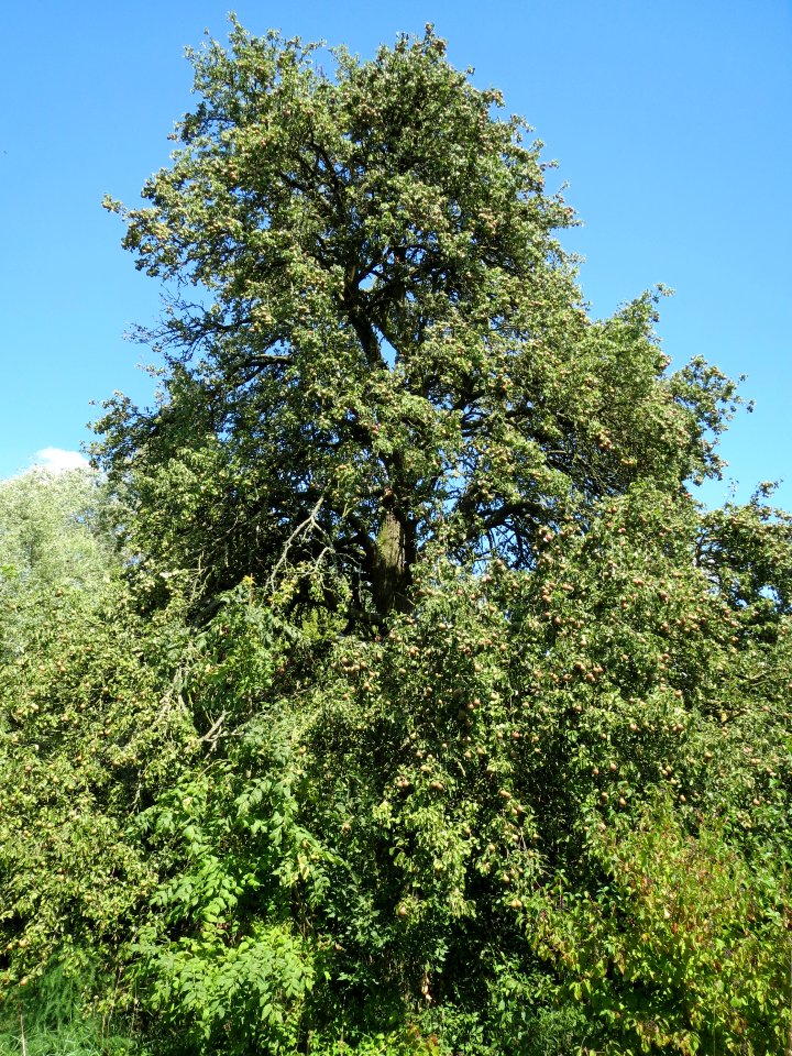 20130817Birne_Altlussheim1