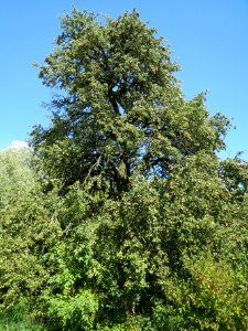 20130817Birne_Altlussheim1