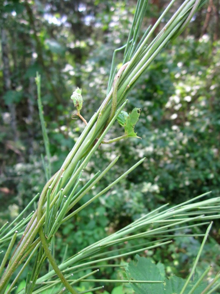 20130713Turmkraut_Schwetzinger_Hardt2