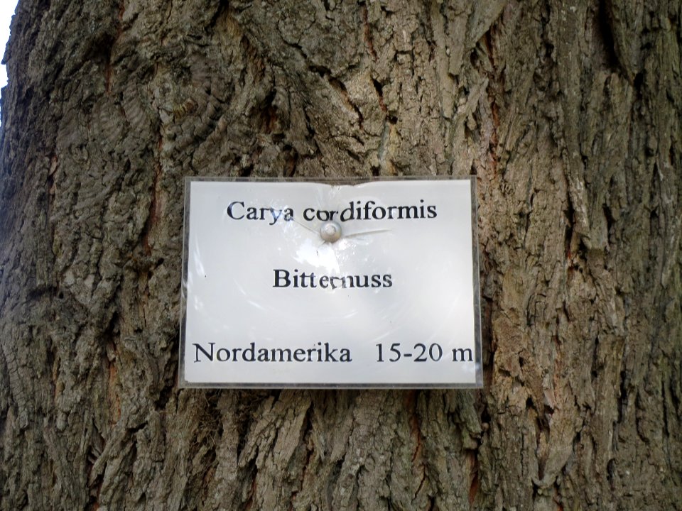 20130817Carya_cordiformis2