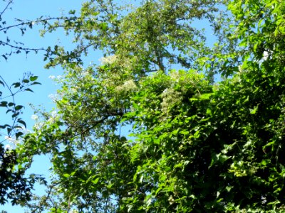 20130817Clematis_vitalba
