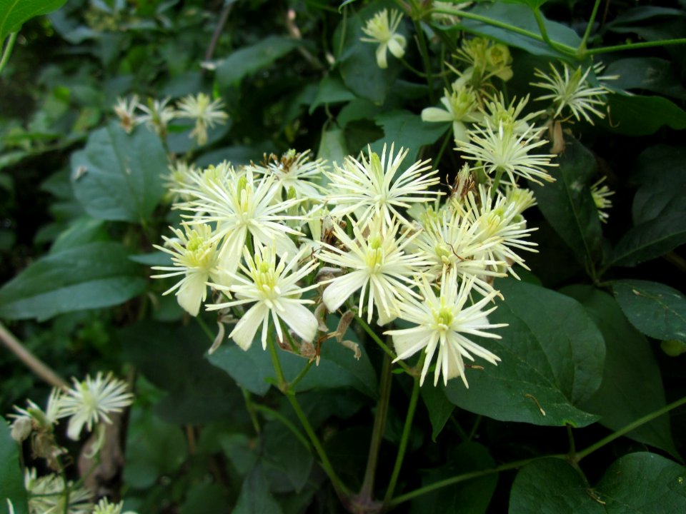 20130713Waldrebe_Schwetzinger_Hardt2