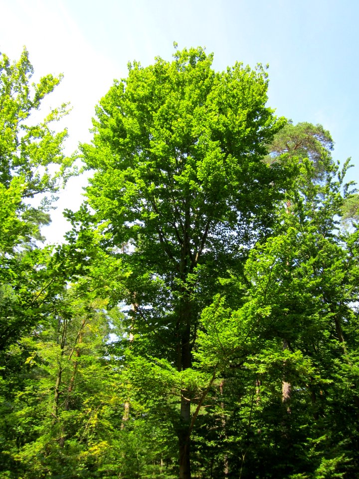 20130714Buche_Schwetzinger_Hardt2