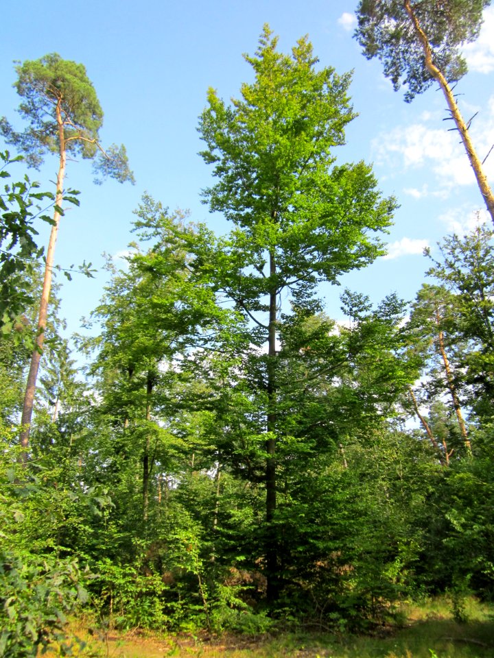 20130803Fagus_sylvativa01