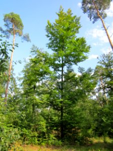 20130803Fagus_sylvativa01