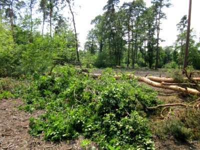 20130713Windbruch_Schwetzinger_Hardt09