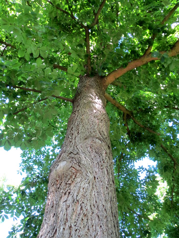 20130817Carya_cordiformis1