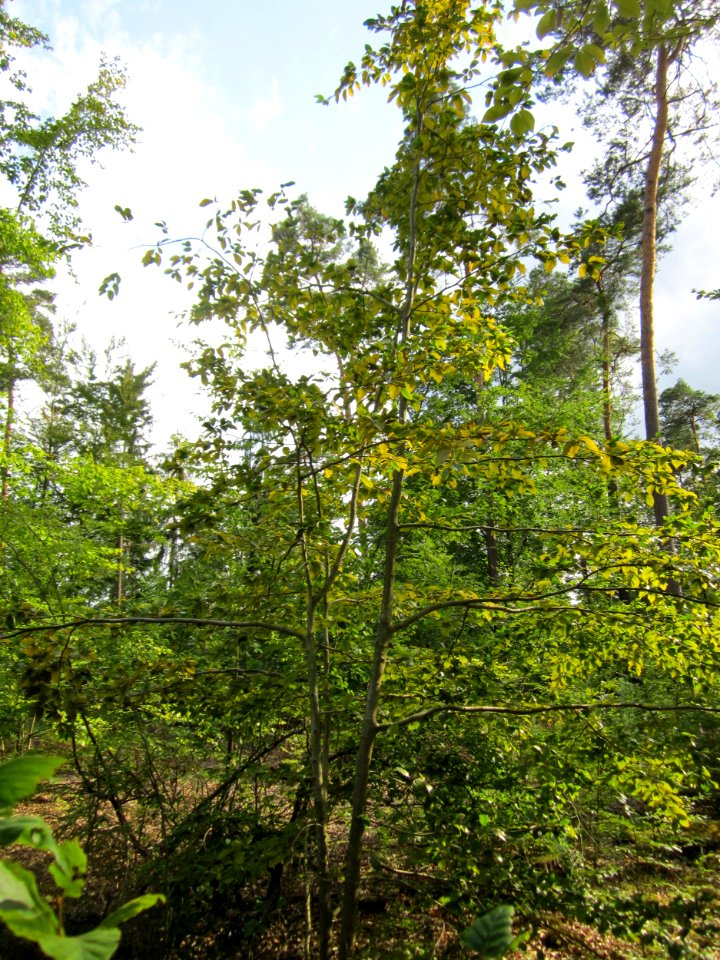 20130803Fagus_sylvativa08
