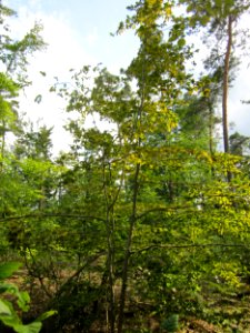 20130803Fagus_sylvativa08