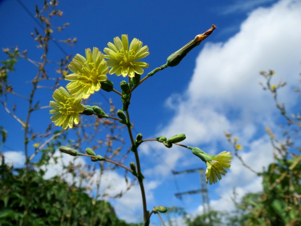 20130819Stachel-Lattich_Hockenheim05