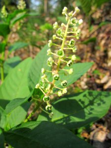 20130803Phytolacca_americana1