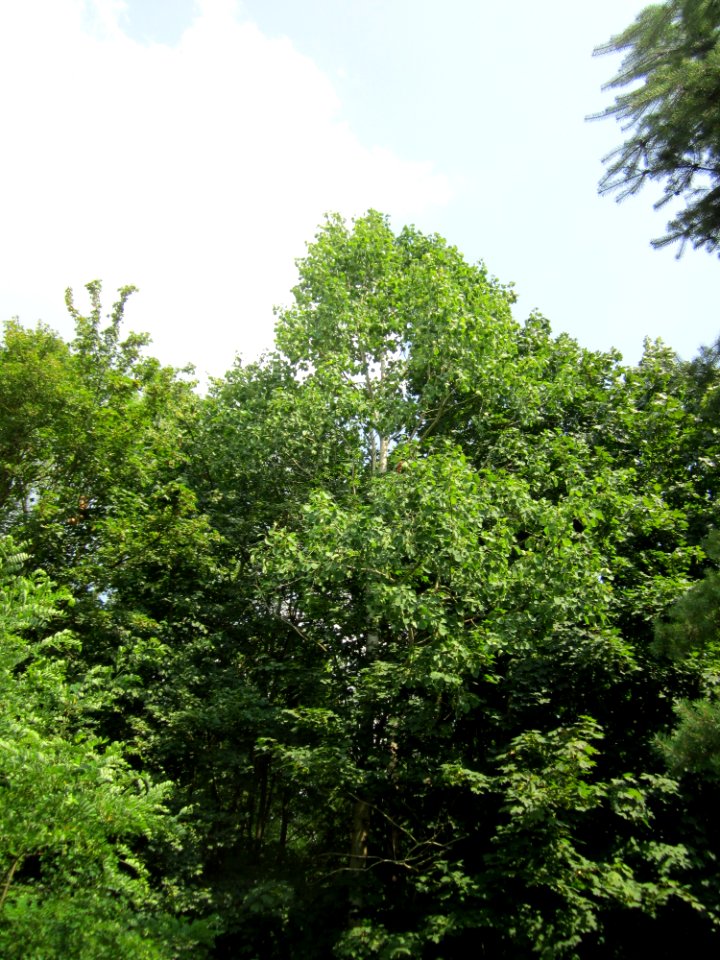 20130713Zitterpappel_Schwetzinger_Hardt1