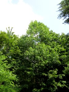 20130713Zitterpappel_Schwetzinger_Hardt1