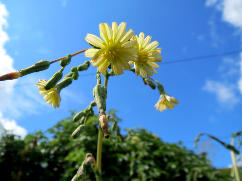 20130819Stachel-Lattich_Hockenheim10