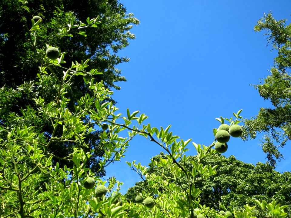 20130817Citrus_trifoliata4