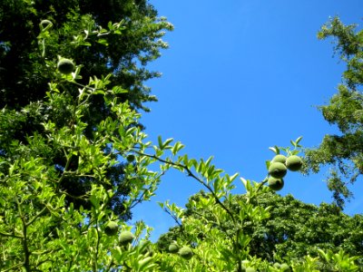 20130817Citrus_trifoliata4