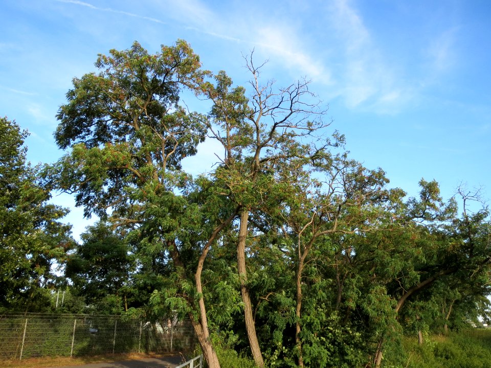 20130817Robinia_pseudoacacia2