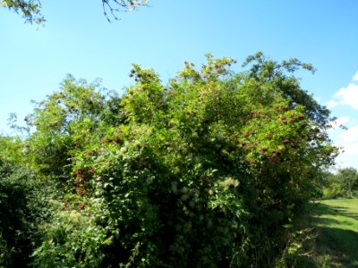 20130817Clematis_Sambucus